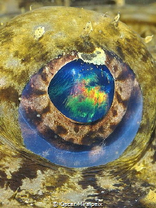 anglerfish eye by Oscar Miralpeix 